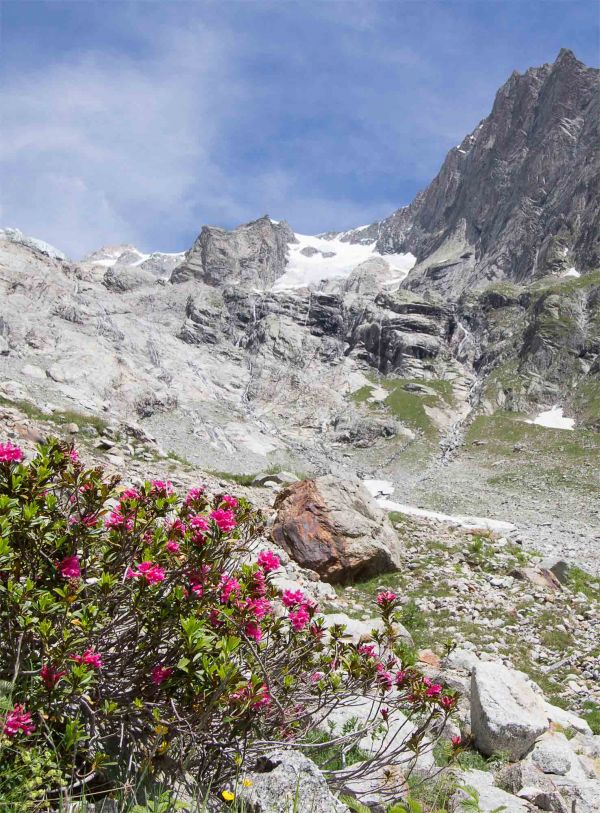 Field-trip_Vertical-Garden-Design_Alpes_Rhododendron-ferrugineum.jpg