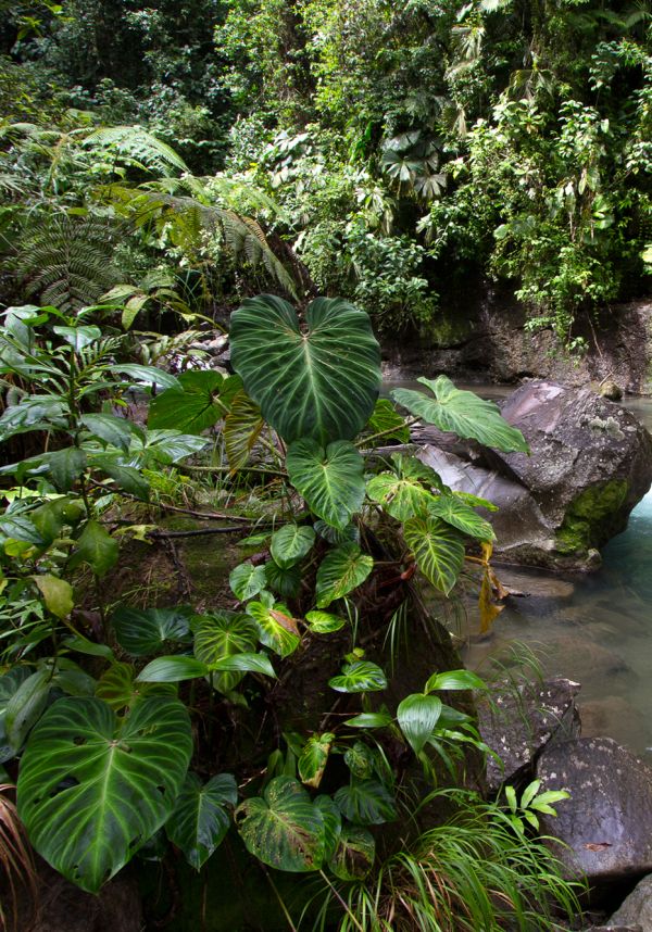 Field-trip_Vertical-Garden-Design_Costa-Rica_Philodendron-verrucosum-list.jpg