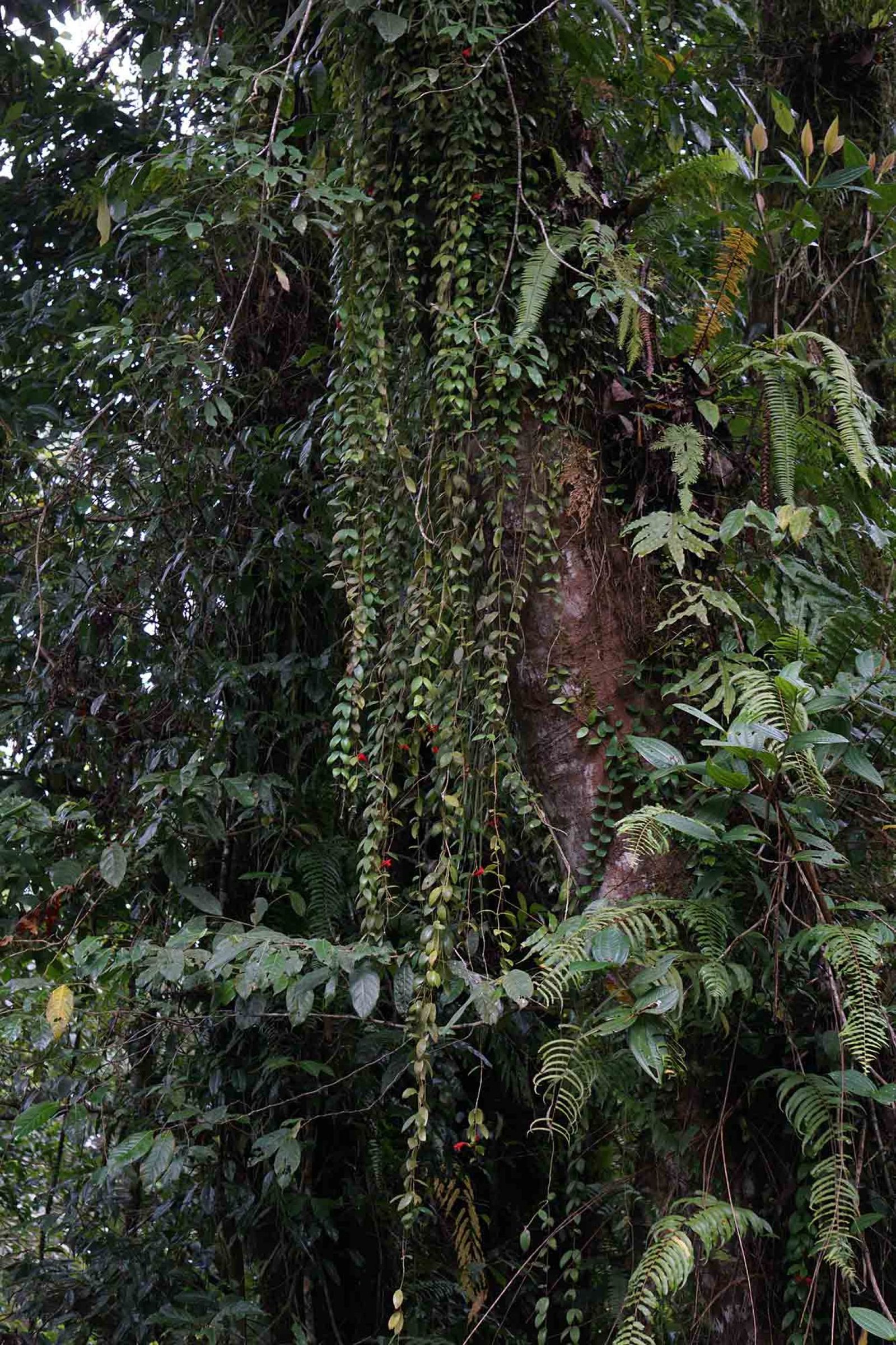 East Java :: Vertical Garden Design